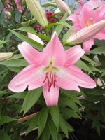 [1889 Burana VH No01.JPG]